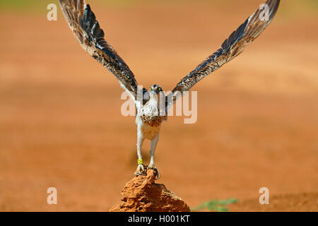 Osprey, Fisch Hawk (Pandion haliaetus), Fliegen, Kap Verde, Boa Vista Stockfoto