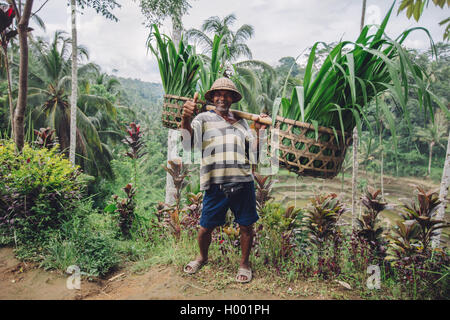 Voller Länge geschossen von alten Bauer tragen ein Joch auf den Schultern mit Schnitt Gräser. Ältere Mann lächelnd und Daumen aufgeben. Stockfoto