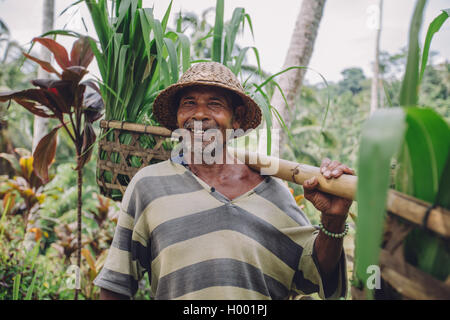 Schuss von glücklich senior Bauer tragen ein Joch auf den Schultern mit Setzlingen. Alter Bauer in seiner Farm arbeiten. Stockfoto