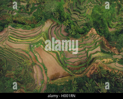 Vogelperspektive des schönen Reisfeld terrassierten Felder Stockfoto