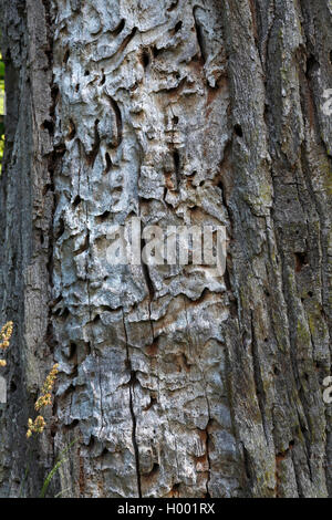 Große Steinbock Käfer, Eiche cerambyx (Cerambyx Cerdo), gräbt der Larve, Schweden, Oeland Stockfoto