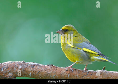 Western grünfink (Carduelis chloris), male auf einem mit Pinien Zweig, Seitenansicht, Norwegen sitzen, Ovre Pasvik Nationalpark Stockfoto