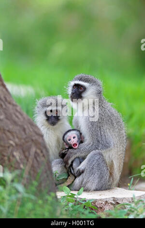 Grüne Meerkatzen, Meerkatze (Chlorocebus pygerythrus), Paar mit Baby, Südafrika, Eastern Cape, Camdeboo National Park Stockfoto