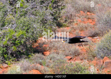 Verreaux's Eagle (Aquila verreauxii), in eine Schlucht zu fliegen, Südafrika, Western Cape, Karoo National Park Stockfoto