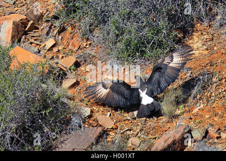 Verreaux's Eagle (Aquila verreauxii), in eine Schlucht zu fliegen, Südafrika, Western Cape, Karoo National Park Stockfoto