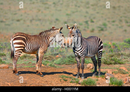 Cape Mountain Zebra, Mountain Zebra (Equus zebra Zebra), soziales Verhalten von zwei Zebras, Südafrika, Eastern Cape, Mountain Zebra National Park Stockfoto