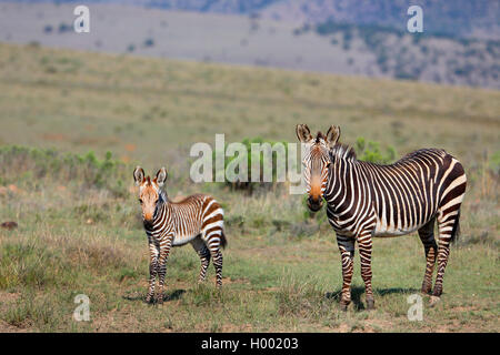 Cape Mountain Zebra, Mountain Zebra (Equus zebra Zebra), Weibchen mit einem Fohlen steht in der Savanne, Südafrika, Eastern Cape, Mountain Zebra National Park Stockfoto