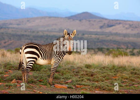 Cape Mountain Zebra, Mountain Zebra (Equus zebra Zebra), steht in der Savanne, Südafrika, Eastern Cape, Mountain Zebra National Park Stockfoto