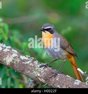 Kap robin Chat (Cossypha Caffra), sitzt in einem Busch, Südafrika, Western Cape, Bontebok National Park Stockfoto