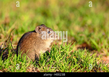 Bush vlei Ratte, Karoo bush Ratte (Myotomys unisulcatus), sitzt am Boden, Südafrika, Eastern Cape, Camdeboo National Park Stockfoto