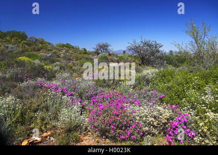 Karoo Wüste Nationalen Botanischen Garten, Südafrika, Western Cape, Worcester Stockfoto