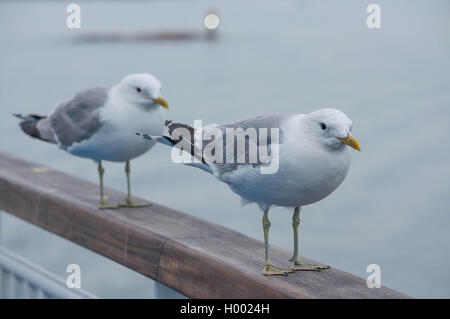 Zwei Möwen sitzt auf einem Geländer am Meer Stockfoto