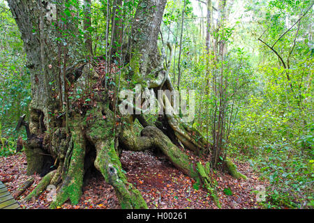Sehr alte Baum in Knysna Dschungel nördlich von Knysna, Südafrika, Western Cape, Knysna Stockfoto