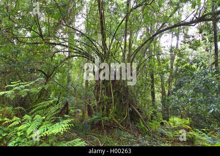 Knysna Dschungel nördlich von Knysna, Südafrika, Western Cape, Knysna Stockfoto