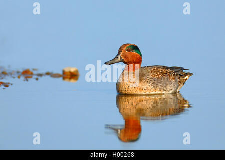 Green-winged Teal (Anas crecca), männlich stehend im flachen Wasser, Niederlande, Friesland Stockfoto