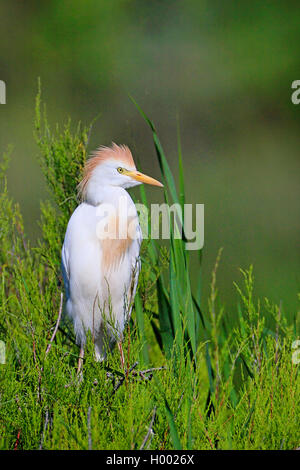 Kuhreiher, buff-backed Heron (Ardeola ibis, Bubulcus ibis), in der Zucht Gefieder, stehend im Schilf, Frankreich, Camargue Stockfoto