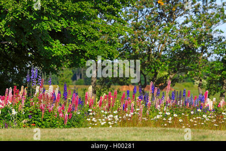 Bigleaf Lupine, viele-leaved Lupin, Garten Lupine (Lupinus polyphyllus), in der Gruppe mit Farbvarianten, Schweden, Oeland Stockfoto