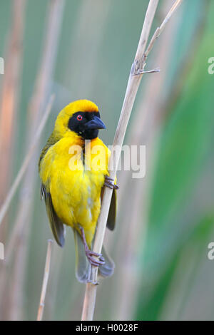 Afrikanische maskierte Weaver (Ploceus velatus), männlich sitzt in Schilf, Südafrika, Western Cape, Karoo National Park Stockfoto