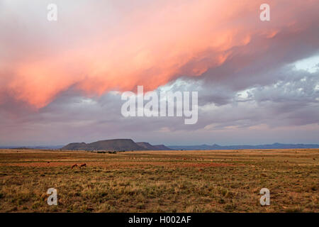 Mountain Zebra National Park, Rooiplaat nach Sonnenuntergang, Südafrika, Eastern Cape, Mountain Zebra National Park Stockfoto