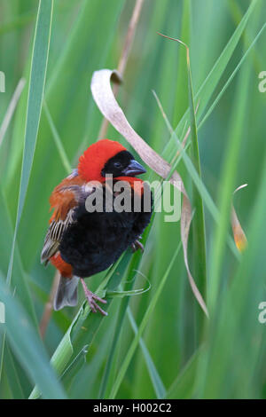 Red Bishop (Euplectes orix), männlich in Schilf sitzt, Südafrika, Western Cape, Karoo National Park Stockfoto