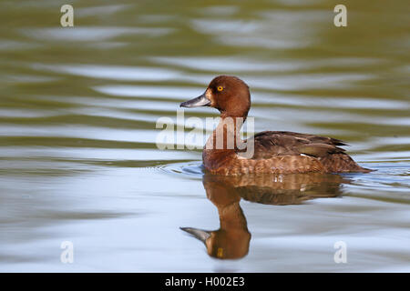 Reiherente (Aythya fuligula), Schwimmen weiblich, Spiegelbild, Norwegen, Oslo Stockfoto