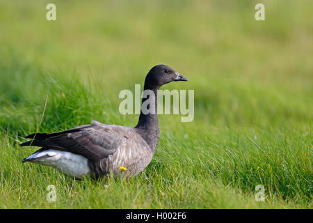 Ringelgans (Branta bernicla), stehend im Grünland, jugendlichen Gefieders, Niederlande, Friesland Stockfoto