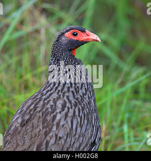 Red-necked spurfowl (Francolinus Afer), Porträt, Südafrika, Westkap, Wilderness National Park Stockfoto