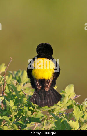 Yellow-rumped Bischof (Euplectes capensis), male auf einem Busch, Ansicht von hinten sitzt, Südafrika, Western Cape, Bontebok National Park Stockfoto