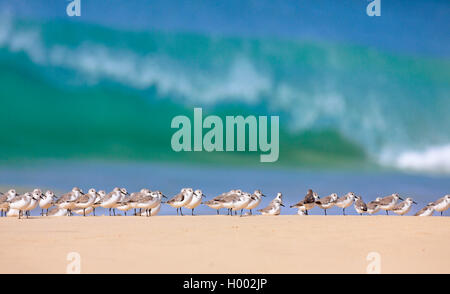 Sanderling (Calidris alba), Flock am Strand, Kap Verde, Boa Vista Stockfoto