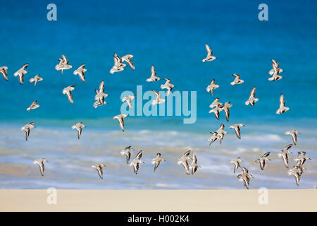 Sanderling (Calidris alba), Flock Fliegen am Meer, Kap Verde, Boa Vista Stockfoto