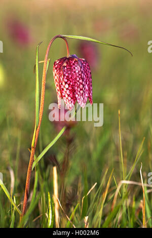 Gemeinsame fritillary, Snakes - Kopf fritillaria (Fritillaria meleagris), blühende Fritillaria, Niederlande, Friesland Stockfoto