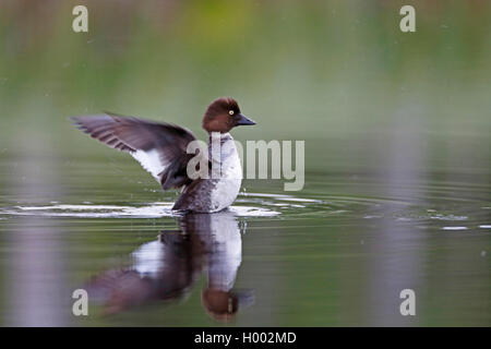 Schellente, Bucephala clangula Entlein (goldeneye), Schwimmen weibliche flappinge Flügel, Spiegelbild, Finnland, Nordfinnland Stockfoto