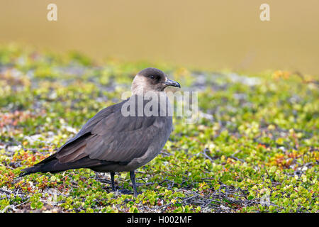 Parasitäre Jaeger, Schmarotzerraubmöwe, parasitäre Skua (Eulen parasiticus), dunkle Phase in Fjell, Norwegen, Varangerhalvøya Stockfoto