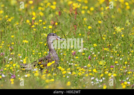 Schnatterente (Anas strepera, Mareca strepera), männlich stehend in einer Wiese mit mehr Gelb - Rassel, Seitenansicht, Niederlande, Friesland Stockfoto