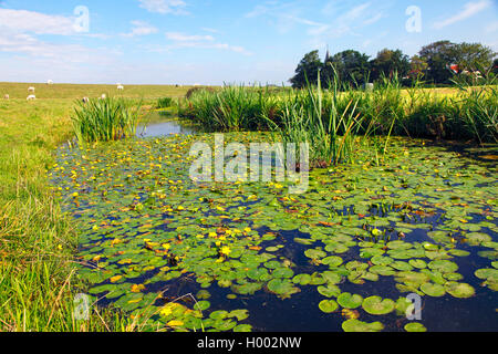 Gelb Floating Heart, eingesäumt Seerose (nymphoides Peltata), Blüte in einem Provinznest, Niederlande, Friesland, Gaast Stockfoto