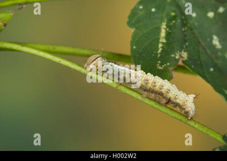 Ahorn (Ptilodon cucullina Prominent, Ptilodontella cucullina, Lophopteryx cuculla), Caterpillar auf einem ausgebildetem Blütenstiel, Deutschland Stockfoto