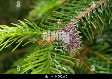 Red lärche Gall adelgid, Lärche adelges, lärche Woolly gegen Blattläuse (Adelges spec), rot Lärche Galle in einem Kiefer Zweig, Deutschland Stockfoto