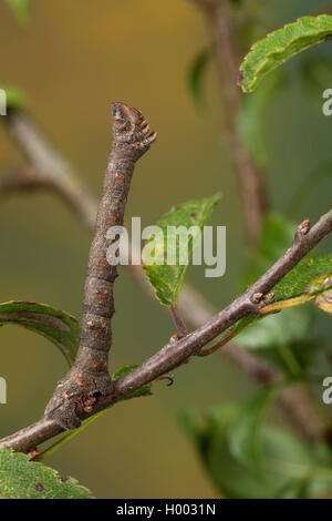 Motte (Biston betularia gepfeffert, Biston betularius, Amphidasis betularia), Caterpillar imitieren den Zweig, Deutschland Stockfoto