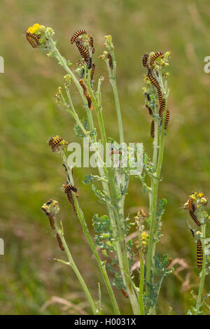 Zinnober Motte (Tyria jacobaeae, Thyria jacobaeae, Hipocrita jacobaeae), Caterpillar auf Tansy ragwort, Deutschland Stockfoto