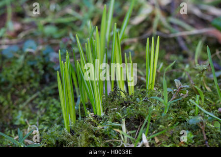 Frühe Crocus, Woodland Krokus, Tomasini die Krokusse (Crocus tommasinianus), Blätter vor der Blüte, Deutschland Stockfoto