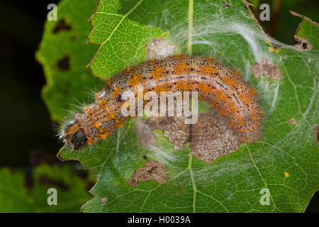 Schokolade - Spitze (Clostera curtula), Raupen auf Pappel, Deutschland Stockfoto