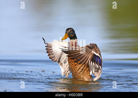 Stockente (Anas platyrhynchos), Schwimmen männliche Schlagflügel, Norwegen, Oslo Stockfoto