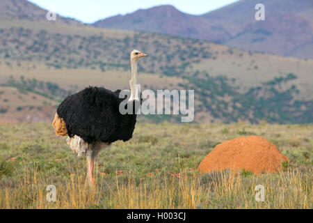 Strauß (Struthio camelus), männlich steht in der Savanne, Südafrika, Eastern Cape, Camdeboo National Park Stockfoto