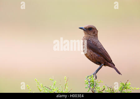 Südliche ameisenbär Chat (Myrmecocichla formicivora), sitzt auf einem Busch, Südafrika, Eastern Cape, Camdeboo National Park Stockfoto