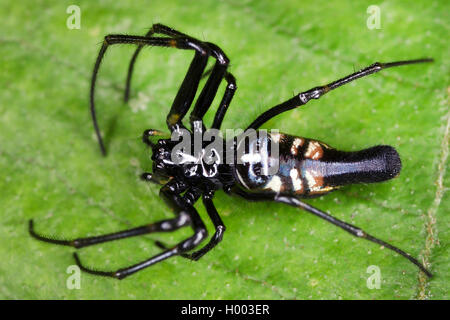 Orb-weben Spinne (Witica spec.), sitzt auf einem Blatt, Costa Rica Stockfoto