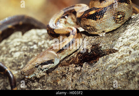 Red-tailed Boa (Boa constrictor), Porträt, Costa Rica Stockfoto