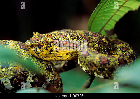 Wimpern Viper, gehörnten palm Viper, Eyelash palm Bambusotter (Bothrops schlegelii, Anolis schlegelii), Porträt, Costa Rica Stockfoto