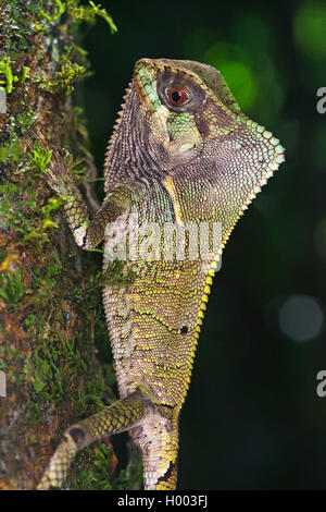 Glatte behelmte Leguan, Behelmte Leguan, Helm Basilisk (Corytophanes cristatus), an einen Baumstamm, Costa Rica Stockfoto