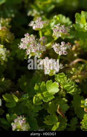 Schleichende Marshwort, schleichende Petersilie (Apium repens), blühende, Deutschland Stockfoto