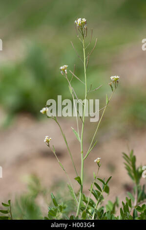 Der ackerschmalwand, Ackerschmalwand, an der Wand der Ackerschmalwand (Arabidopsis thaliana), blühende, Deutschland Stockfoto